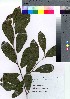  ( - yanasw002)  @11 [ ] Copyright (2021) Unspecified Forestry and Forest Products Research Institute
