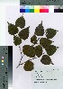  ( - ishida03)  @11 [ ] Copyright (2021) Unspecified Forestry and Forest Products Research Institute