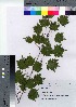  (Acer tschonoskii var. tschonoskii - ishida04)  @11 [ ] Copyright (2021) Unspecified Forestry and Forest Products Research Institute