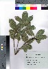  ( - hachi004)  @11 [ ] Copyright (2021) Unspecified Forestry and Forest Products Research Institute