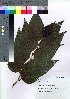  ( - hachi017)  @11 [ ] Copyright (2021) Unspecified Forestry and Forest Products Research Institute