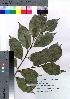  ( - hachi023)  @11 [ ] Copyright (2021) Unspecified Forestry and Forest Products Research Institute