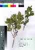  ( - hachi031)  @11 [ ] Copyright (2021) Unspecified Forestry and Forest Products Research Institute