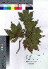  (Rubus trifidus - hachi032)  @11 [ ] Copyright (2021) Unspecified Forestry and Forest Products Research Institute