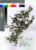  ( - hachi039)  @11 [ ] Copyright (2021) Unspecified Forestry and Forest Products Research Institute