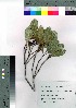  ( - hachi048)  @11 [ ] Copyright (2021) Unspecified Forestry and Forest Products Research Institute