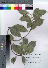  ( - hachi049)  @11 [ ] Copyright (2021) Unspecified Forestry and Forest Products Research Institute