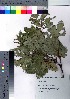  ( - hachi056)  @11 [ ] Copyright (2021) Unspecified Forestry and Forest Products Research Institute