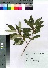  ( - gfsk0081)  @11 [ ] Copyright (2021) Unspecified Forestry and Forest Products Research Institute