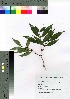  (Damnacanthus gianteus - gfsk0094)  @11 [ ] Copyright (2021) Unspecified Forestry and Forest Products Research Institute
