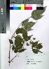  ( - gfsk0104)  @11 [ ] Copyright (2021) Unspecified Forestry and Forest Products Research Institute