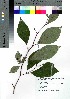  ( - gfsk0105)  @11 [ ] Copyright (2021) Unspecified Forestry and Forest Products Research Institute