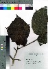 (Paulownia tomentosa - gfsk0112)  @11 [ ] Copyright (2021) Unspecified Forestry and Forest Products Research Institute