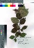  ( - gfsk0113)  @11 [ ] Copyright (2021) Unspecified Forestry and Forest Products Research Institute