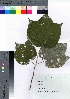  ( - gfsk0114)  @11 [ ] Copyright (2021) Unspecified Forestry and Forest Products Research Institute