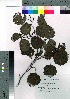  ( - gfsk0116)  @11 [ ] Copyright (2021) Unspecified Forestry and Forest Products Research Institute