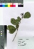  (Alnus serrulatoides - gfsk0120)  @11 [ ] Copyright (2021) Unspecified Forestry and Forest Products Research Institute