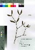  ( - gfsk0124)  @11 [ ] Copyright (2021) Unspecified Forestry and Forest Products Research Institute