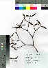  ( - gfsk0133)  @11 [ ] Copyright (2021) Unspecified Forestry and Forest Products Research Institute