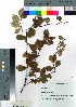  ( - nagami010)  @11 [ ] Copyright (2021) Unspecified Forestry and Forest Products Research Institute