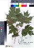  (Acer miyabei - nagami021)  @11 [ ] Copyright (2021) Unspecified Forestry and Forest Products Research Institute