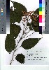  ( - takagi004)  @11 [ ] Copyright (2020) Unspecified Forestry and Forest Products Research Institute
