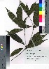  ( - takagi009)  @11 [ ] Copyright (2020) Unspecified Forestry and Forest Products Research Institute