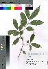  ( - takagi012)  @11 [ ] Copyright (2020) Unspecified Forestry and Forest Products Research Institute