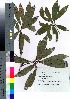  ( - takagi018)  @11 [ ] Copyright (2020) Unspecified Forestry and Forest Products Research Institute