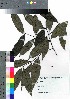  ( - takagi020)  @11 [ ] Copyright (2020) Unspecified Forestry and Forest Products Research Institute