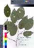  ( - takagi024)  @11 [ ] Copyright (2021) Unspecified Forestry and Forest Products Research Institute