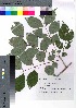  ( - takagi029)  @11 [ ] Copyright (2020) Unspecified Forestry and Forest Products Research Institute