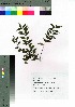  ( - takagi035)  @11 [ ] Copyright (2020) Unspecified Forestry and Forest Products Research Institute