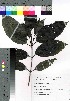  ( - takagi039)  @11 [ ] Copyright (2020) Unspecified Forestry and Forest Products Research Institute