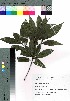  ( - takagi042)  @11 [ ] Copyright (2020) Unspecified Forestry and Forest Products Research Institute