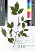  ( - takagi046)  @11 [ ] Copyright (2020) Unspecified Forestry and Forest Products Research Institute