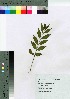  (Callicarpa dichotoma - Suzuki017)  @11 [ ] Copyright (2021) Unspecified Forestry and Forest Products Research Institute