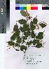  ( - Suzuki033)  @11 [ ] Copyright (2021) Unspecified Forestry and Forest Products Research Institute