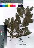  ( - Kiku004)  @11 [ ] Copyright (2021) Unspecified Forestry and Forest Products Research Institute