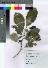  ( - AMM_24)  @11 [ ] Copyright (2021) Unspecified Forestry and Forest Products Research Institute