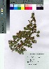  ( - AMM_30)  @11 [ ] Copyright (2021) Unspecified Forestry and Forest Products Research Institute