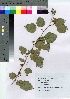  ( - TNG_19)  @11 [ ] Copyright (2021) Unspecified Forestry and Forest Products Research Institute