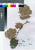  ( - TNG_24)  @11 [ ] Copyright (2021) Unspecified Forestry and Forest Products Research Institute