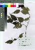  ( - TNG_36)  @11 [ ] Copyright (2021) Unspecified Forestry and Forest Products Research Institute