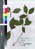  ( - TNG_42)  @11 [ ] Copyright (2021) Unspecified Forestry and Forest Products Research Institute