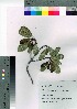  (Rhaphiolepis indica var. umbellata - TNG_64)  @11 [ ] Copyright (2021) Unspecified Forestry and Forest Products Research Institute
