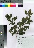  ( - TSG_04)  @11 [ ] Copyright (2021) Unspecified Forestry and Forest Products Research Institute