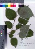  ( - TSG_10)  @11 [ ] Copyright (2021) Unspecified Forestry and Forest Products Research Institute