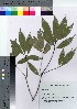  ( - TSG_12)  @11 [ ] Copyright (2021) Unspecified Forestry and Forest Products Research Institute