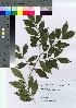  ( - TSG_15)  @11 [ ] Copyright (2021) Unspecified Forestry and Forest Products Research Institute